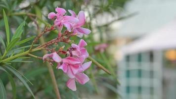 roze mandevilla bloem met bladeren dichtbij omhoog. bloem in de tuin met zon en gebouwen in de achtergrond. mooi planten video