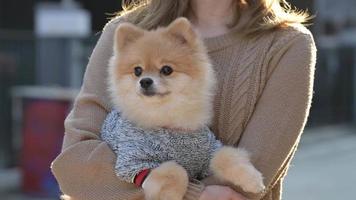 Cute Little Pomeranian Dog carried in pet bag on city. woman holding carry bag with doggy while walking down street. Pets Fluffy on winter Day. video