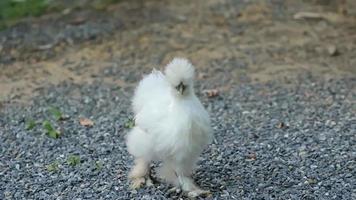 Young white chickens walk free-range and green grass. Poultry farming, home farm. Domestic birds eating grains. Organic farming Concept. video