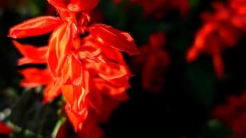 red flower closeup, salvia video