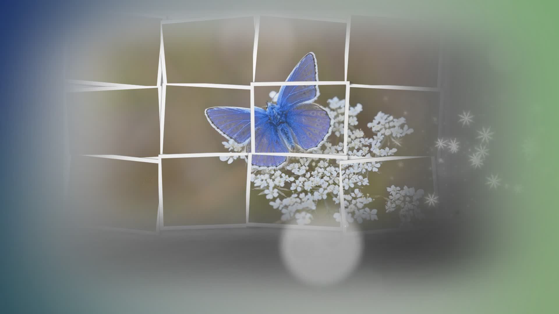 background, picture frame of butterfly on white flower 17133308 Stock