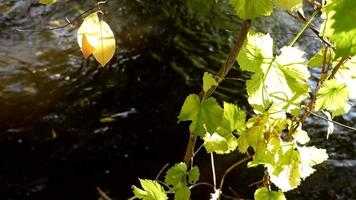 green yellow leaves shining over creek water, early autumn video
