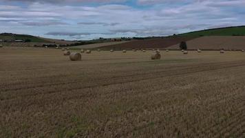 Bales of alfalfa in the field in summer video