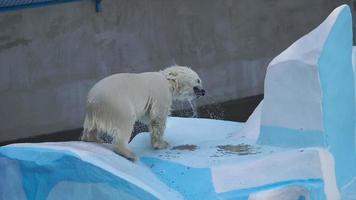Polar bear six month cub playing in water