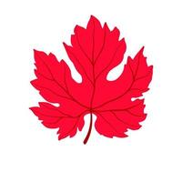 Maple leaf silhouette with veins. autumn symbol isolated on white. Vector illustration.