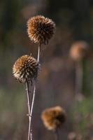 Dry Echinops On the Blured Bacground photo