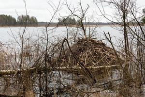 beaver works in the forest photo