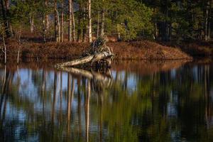 Swamp lake in Springtime photo