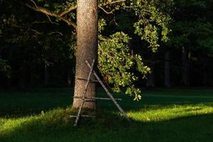 troncos de árboles en el bosque foto