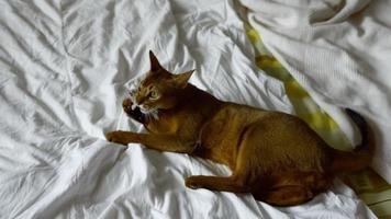 Abyssinian kitten playing with a plush mouse video