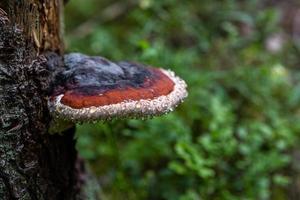 troncos de árboles en el parque foto