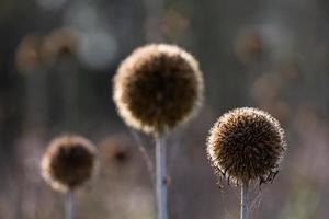 Dry Echinops On the Blured Bacground photo