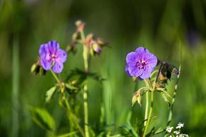 cransbill del prado en el bosque foto