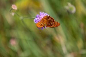 silver washed fritillary photo