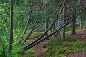 Green Coniferous  forests photo