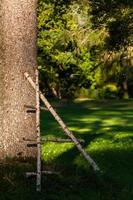 troncos de árboles en el bosque foto