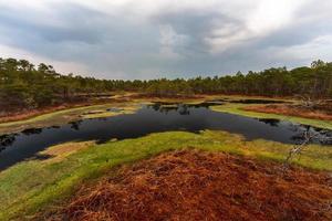 Swamp lake in Springtime photo