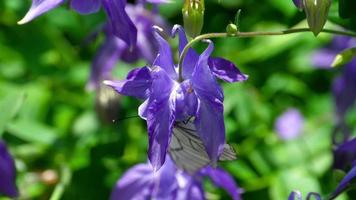 aporie crataegi, zwart geaderd wit vlinder in wild, Aan bloemen van aquilegie. video