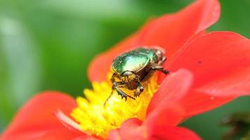 cetonia aurata conosciuta anche come rose chafer sul fiore rosso della dalia, macro video