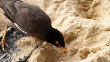 myna acridotheres tristis comum na areia da praia de karon, phuket, tailândia video