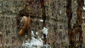 caracol deslizando na madeira. caracóis molusco com concha listrada marrom claro video