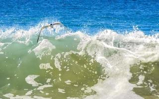 pájaro gaviota vuela caza peces en olas altas en méxico. foto