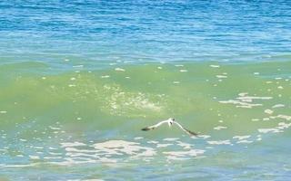 Seagull bird flies hunts fishes in high waves in Mexico. photo