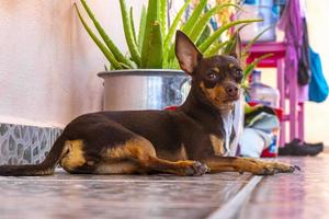 retrato de perro terrier de juguete ruso mientras méxico cansado y somnoliento. foto