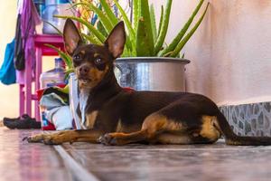 retrato de perro terrier de juguete ruso mientras méxico cansado y somnoliento. foto