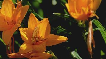 borboleta branca com veias pretas aporia crataegi em estado selvagem. borboletas brancas na flor de lírio de dia laranja video