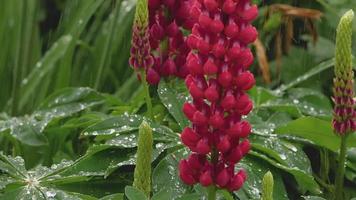 Closeup of fresh vivid green lupine leaves and pink flowers under rain video