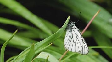 svart ådrad vit fjäril aporia crataegi på tulpan blad. vit fjäril under raun video
