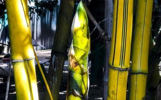 Green yellow bamboo trees tropical nature in Puerto Escondido Mexico. photo