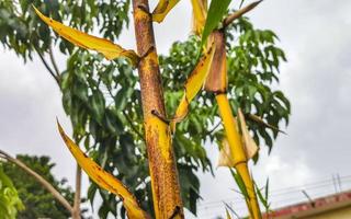 Green yellow bamboo trees tropical nature in Puerto Escondido Mexico. photo