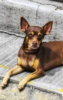 Russian toy terrier dog portrait looking lovely and cute Mexico. photo