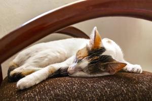 Tired white cat sleeping on armchair chair in Mexico. photo