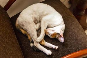 Tired white cat sleeping on armchair chair in Mexico. photo