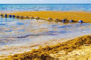 Seaweed Sargazo net in turquoise water Playa del Carmen Mexico. photo