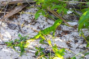 Caribbean green lizard on the ground Playa del Carmen Mexico. photo