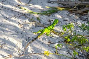 Caribbean green lizard on the ground Playa del Carmen Mexico. photo