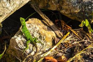 Caribbean green lizard on rock stone Playa del Carmen Mexico. photo