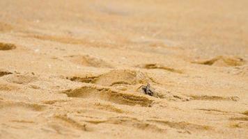 un crabe fantôme creusant du sable pour faire un trou sur la plage video