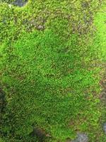 bricks overgrown with natural moss photo