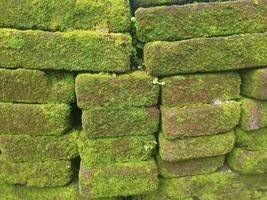 bricks overgrown with natural moss photo