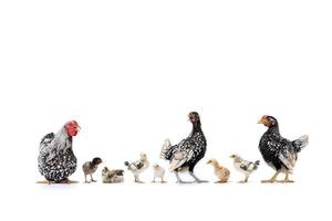 The Varieties of Chicken Speies such as Hamburg Leghorn Sebright Appenzeller Rhode Island Red and Wyandotte in the row on white background in studio light photo