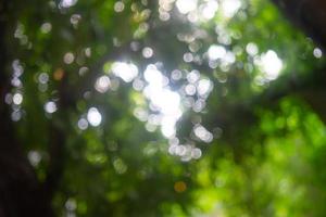 Abstract Bokeh Tree Green colour background in summer of the sun photo