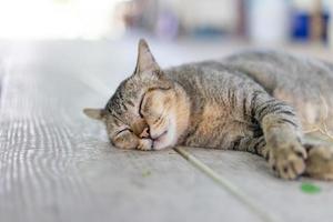 A gray funny drunk cat is sleeping after take a root of indian copperleaf catnip on the wooden floor. photo