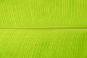 close up to green leaf line textrue of banana leaf background abstract and nature background. photo