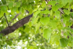 Bodhi Tree leaf green background. photo