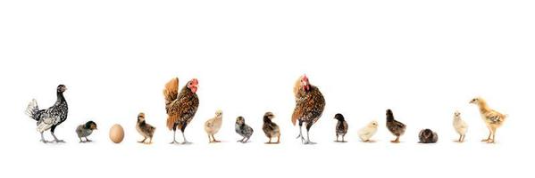 The Varieties of Chicken Speies such as Hamburg Leghorn Sebright Appenzeller Rhode Island Red and Wyandotte in the row on white background in studio light photo